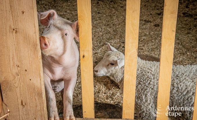 Vakantiewoning in Durbuy voor 2 personen in de Ardennen