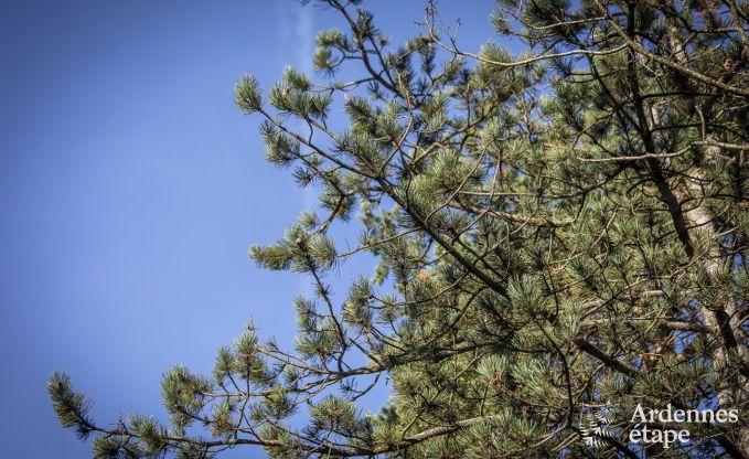 Chalet in Durbuy voor 6 personen in de Ardennen