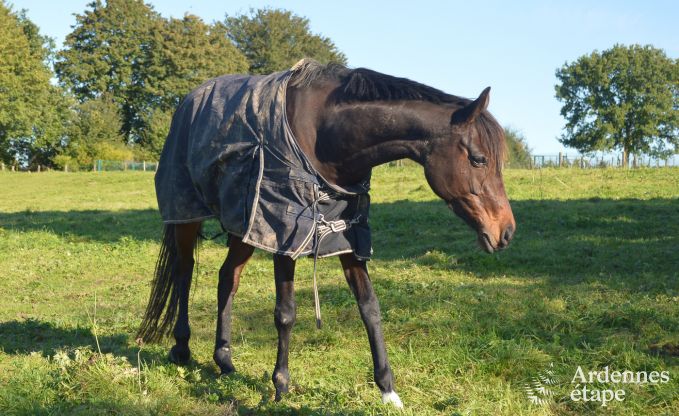 Vakantiehuis in Durbuy voor 4/7 personen in de Ardennen