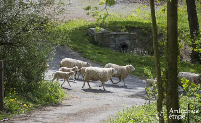 Vakantiehuis in Durbuy voor 6 personen in de Ardennen