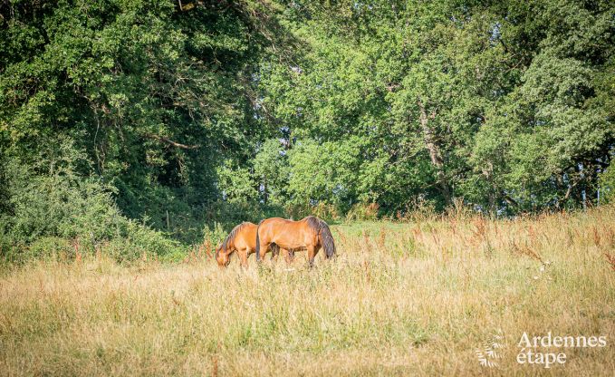 Vakantiehuis in Durbuy voor 10/12 personen in de Ardennen