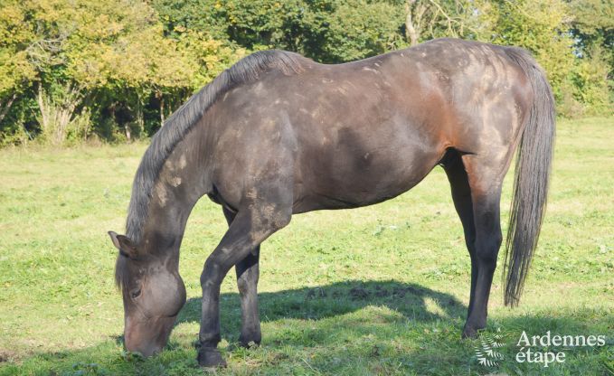 Vakantiehuis in Durbuy voor 4/7 personen in de Ardennen