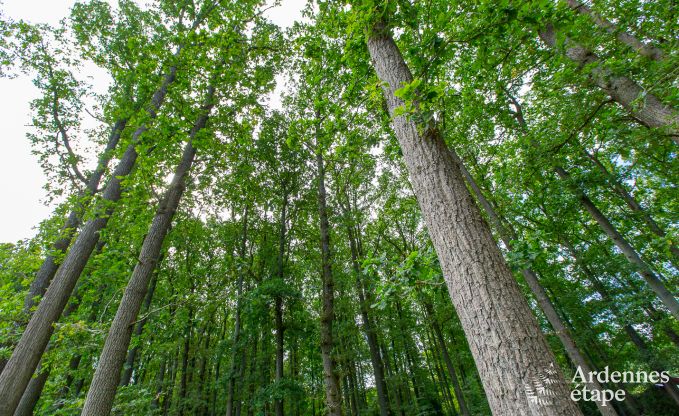 Vakantiehuis in Erez�e voor 6 personen in de Ardennen