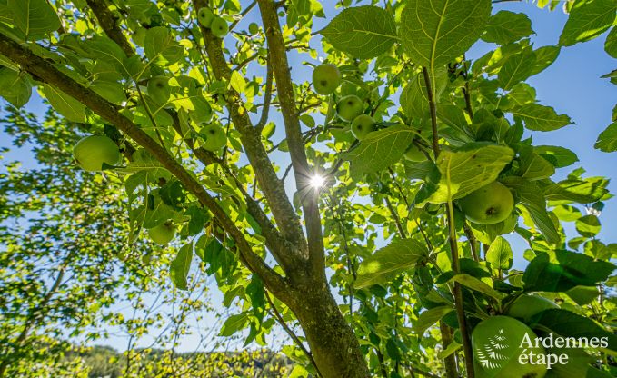 Vakantiehuis met overgedekte jacuzzi in Erez�e voor 16 personen in de Ardennen
