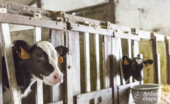 Vakantiehuis in Esneux voor 12 personen in de Ardennen