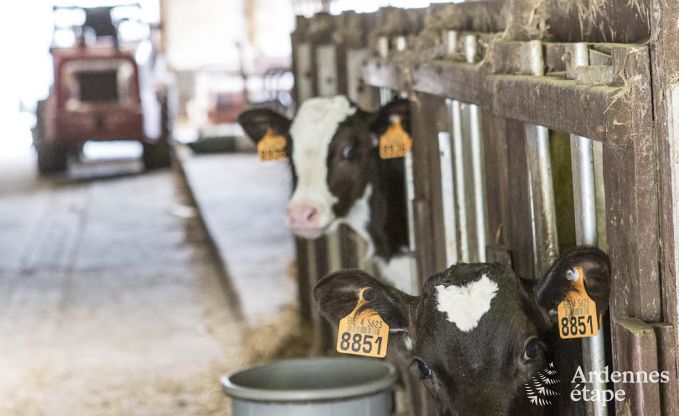 Vakantiehuis in Esneux voor 12 personen in de Ardennen