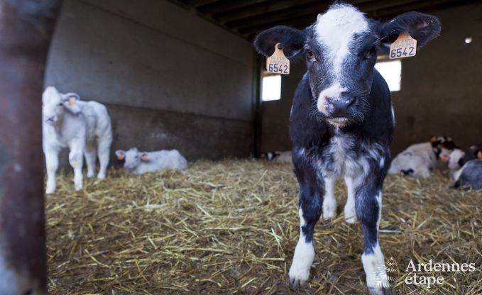 Vakantie op de boerderij in Faimes voor 6 personen in de Ardennen