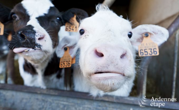 Vakantie op de boerderij in Faimes voor 6 personen in de Ardennen
