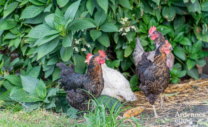 Vakantiehuis in Fourons voor 10 personen in de Ardennen