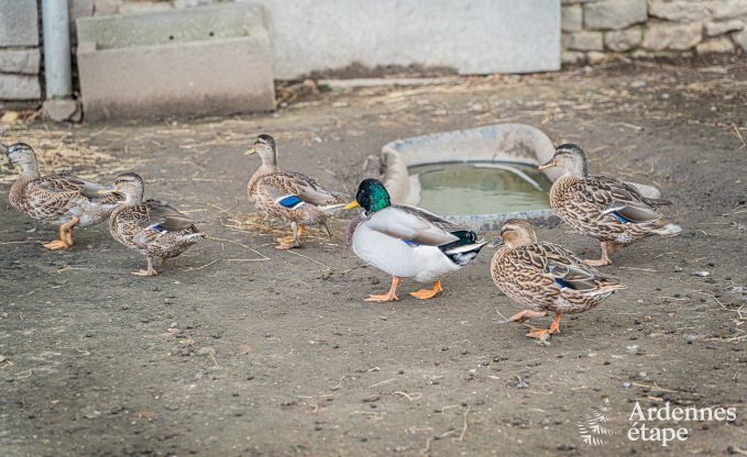 Vakantiehuis in Fourons voor 10 personen in de Ardennen