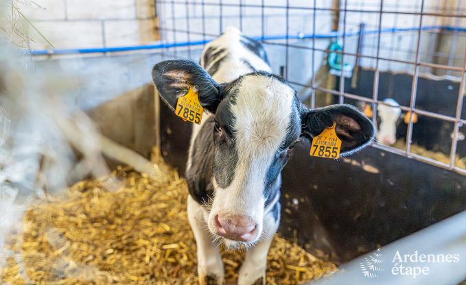 Vakantiehuis in Fourons voor 10 personen in de Ardennen