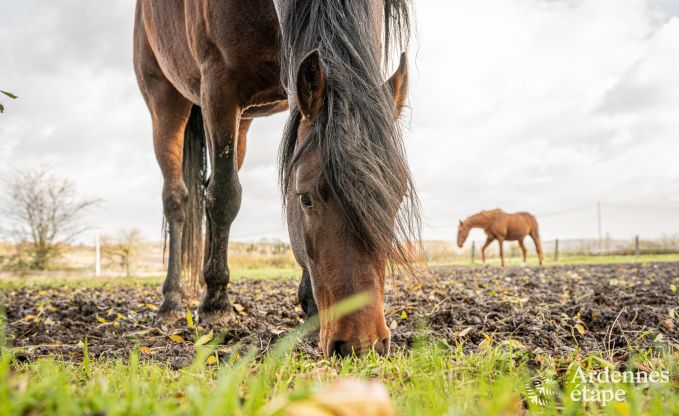 Authentieke fermette met 3 slaapkamers en priv�tuin in een natuurpark tussen Samber en Maas