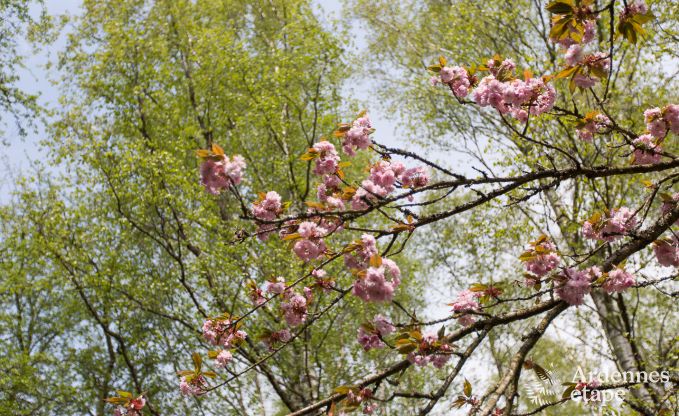 Vakantiehuis in Gedinne voor 2/4 personen in de Ardennen