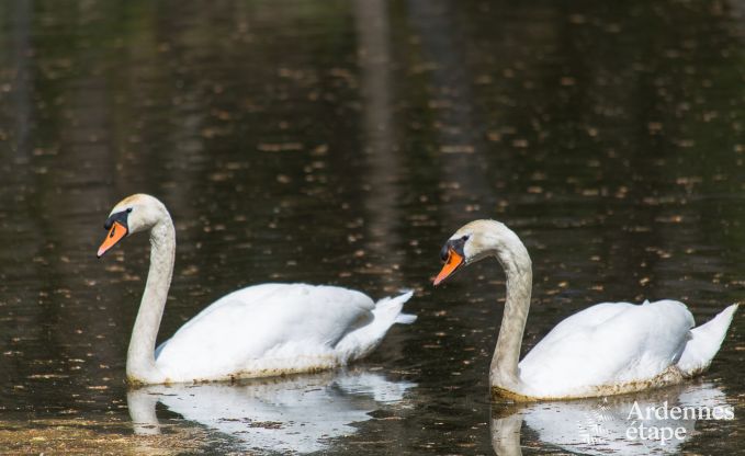 Vakantiehuis in Gedinne voor 14 personen in de Ardennen