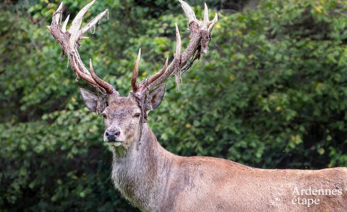 Vakantiehuis in Gesves voor 8/9 personen in de Ardennen