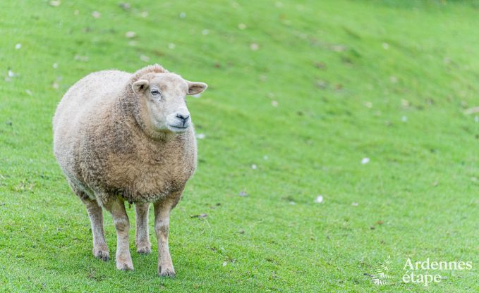 Vakantiehuis in Givet (net over de grens in Frankrijk) voor 7 personen en 1 hond
