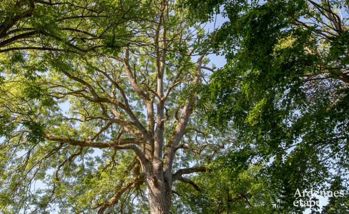 Comfortabel en ruim vakantiehuis in Gouvy, Ardennen