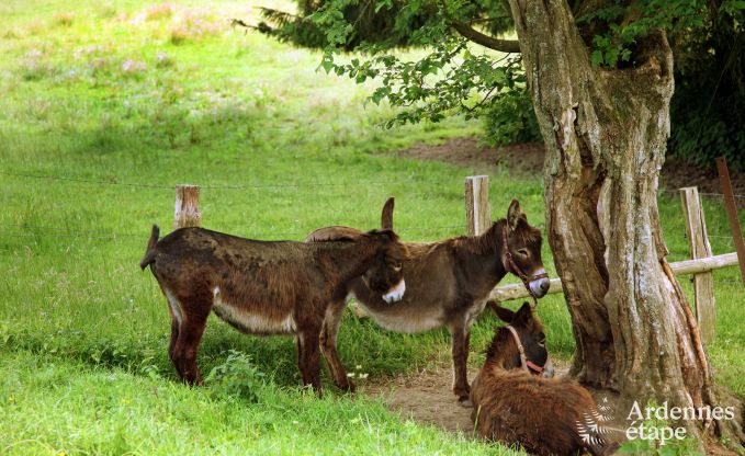 Vakantiehuis in Gouvy voor 25 personen in de Ardennen