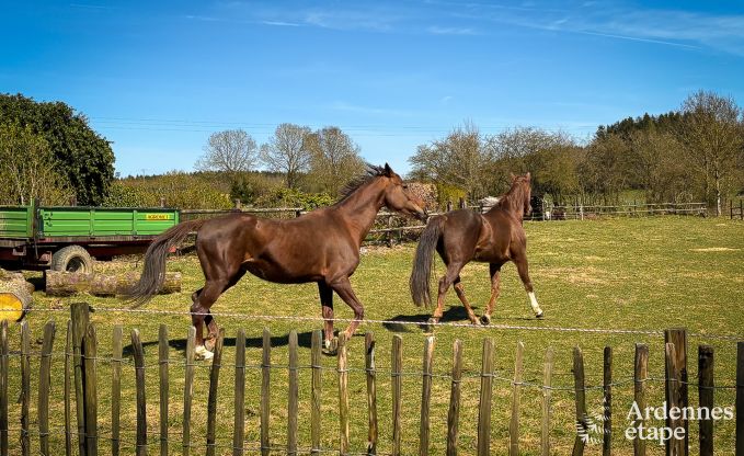 Vakantiehuis in Gouvy voor 9 personen in de Ardennen