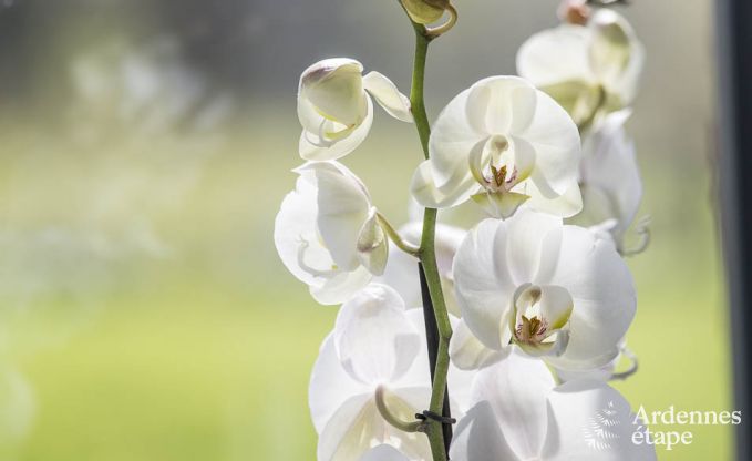 Vakantiehuis in Gouvy voor 9 personen in de Ardennen