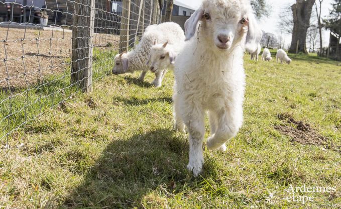 Vakantiehuis in Gouvy voor 9 personen in de Ardennen