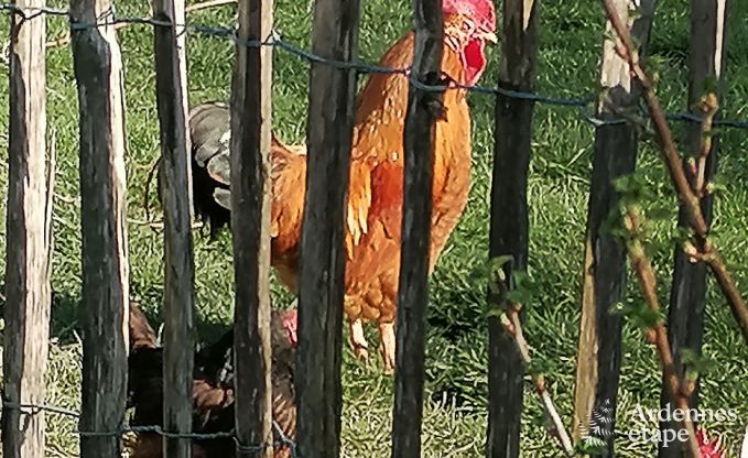Vakantiehuis in Grimbi�mont voor 6 personen in de Ardennen
