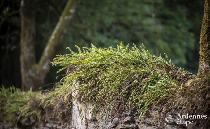 Vakantiehuis in Habay voor 12 personen in de Ardennen