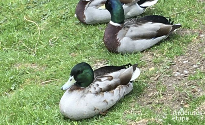 Vakantiehuis in Habay voor 12 personen in de Ardennen