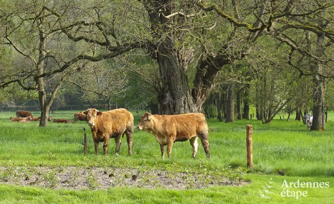 Kasteel in Hamoir voor 8/9 personen in de Ardennen