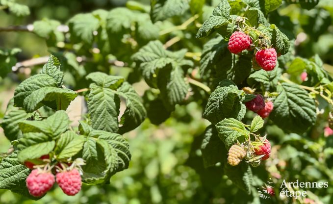 Ruim vakantiehuis voor 14 personen met 5 slaapkamers, 4 badkamers en grote priv�tuin in Hamoir, Ardennen