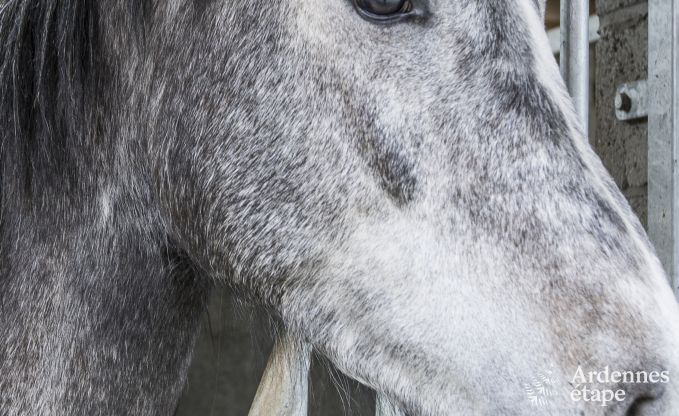 Loft in Han sur Lesse voor 7 personen in de Ardennen