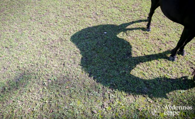 Vakantiehuis in Hannut voor 21 personen in de Ardennen