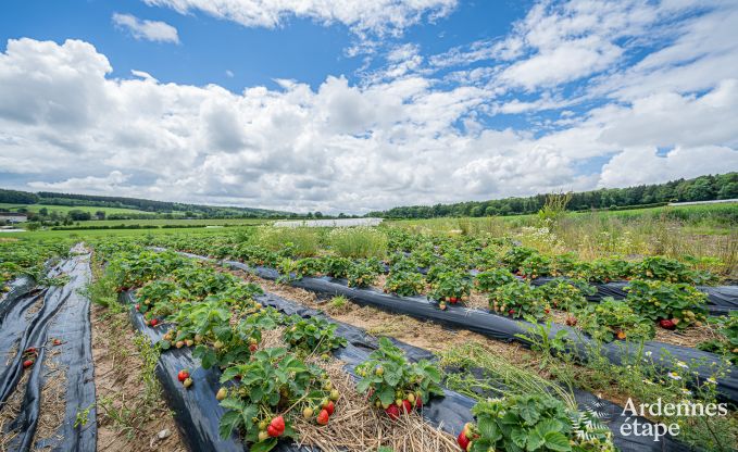 Prachtig vakantiehuis voor 14 personen in Havelange