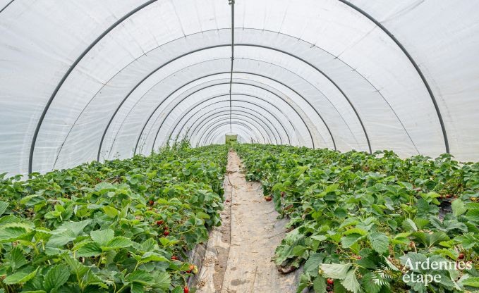 Gezellig vakantiehuis met tuin in Havelange, Ardennen
