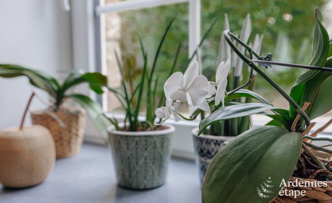 Vakantiehuis in Havelange voor 6 personen in de Ardennen