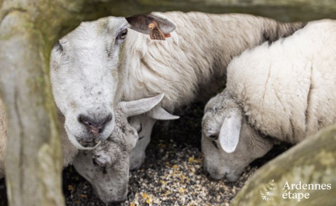 Vakantiehuis in Herve voor 7/9 personen in de Ardennen