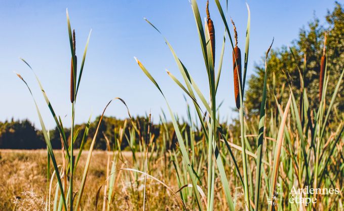 Luxe villa in Hockai voor 14 personen in de Ardennen