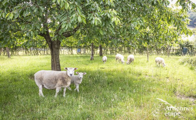 Cottage in Hombourg voor 12 personen in de Ardennen
