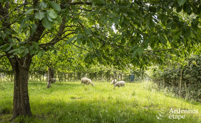 Cottage in Hombourg voor 12 personen in de Ardennen