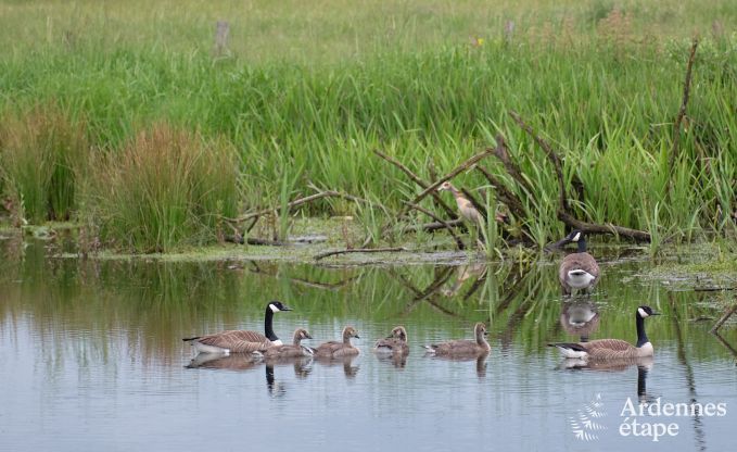 Tiny house aan het natuurreservaat Canal de Bernistap in Houffalize, Ardennen