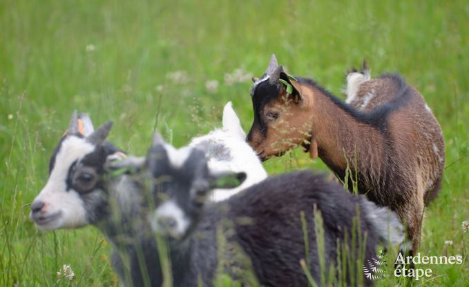 Tiny house aan het natuurreservaat Canal de Bernistap in Houffalize, Ardennen