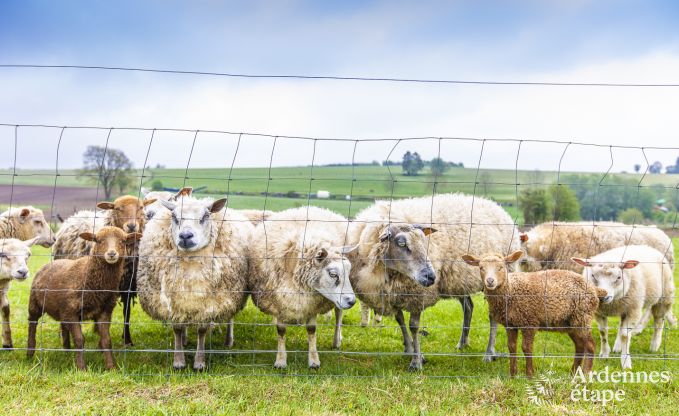Vakantiehuis in Houffalize voor 10 personen in de Ardennen