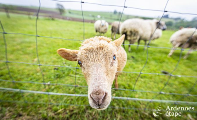 Vakantiehuis in Houffalize voor 10 personen in de Ardennen