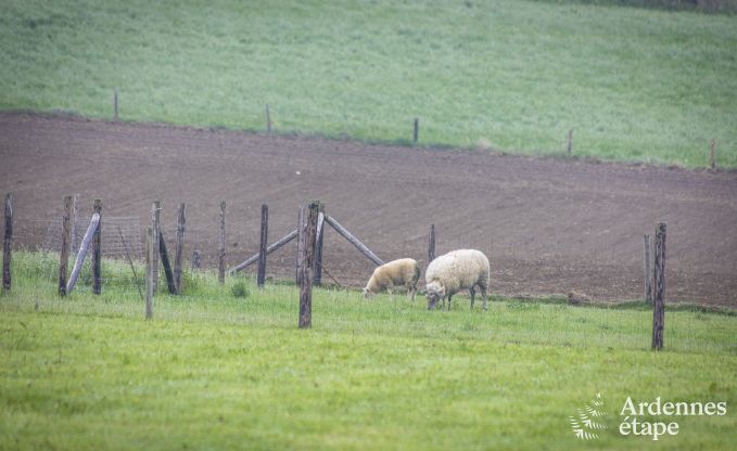 Vakantiehuis in Houffalize voor 10 personen in de Ardennen