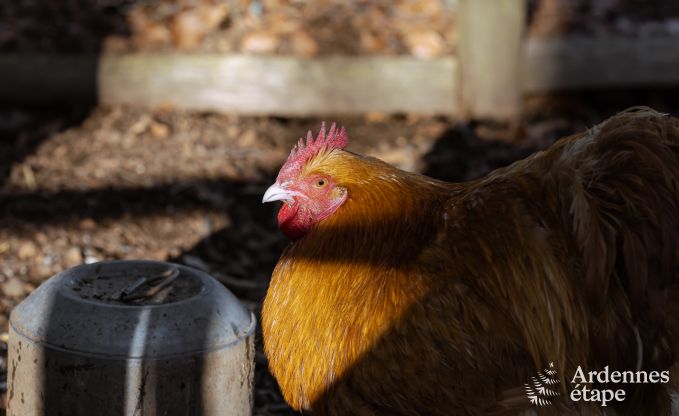 Vakantiehuis in Houffalize voor 9 personen in de Ardennen
