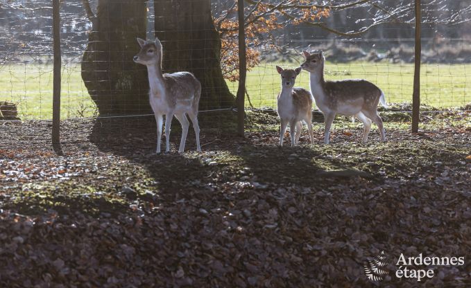 Vakantiehuis in Houffalize voor 9 personen in de Ardennen