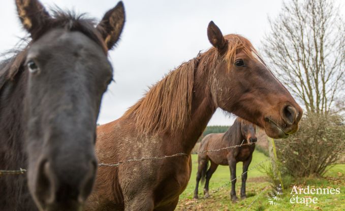 Chalet in Houffalize voor 4/6 personen in de Ardennen