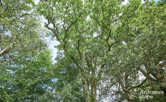 Gerenoveerde boerderij in Houffalize, Ardennen