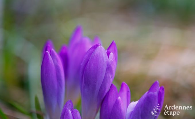 Vakantiehuis in La Roche-En-Ardenne voor 2 personen in de Ardennen
