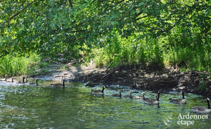 Ruime chalet aan het water voor 6 personen met houtkachel, barbecue en priv�terras in La Roche-en-Ardenne